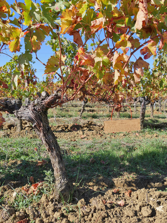Виноградник на урожай